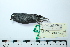  ( - MUSM-Orn-29094)  @11 [ ] CreativeCommons - Attribution Non-Commercial Share-Alike (2017) Unspecified Universidad Nacional Mayor de San Marcos, Museo de Historia Natural