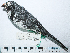  ( - MUSM-Orn-29100)  @11 [ ] CreativeCommons - Attribution Non-Commercial Share-Alike (2017) Unspecified Universidad Nacional Mayor de San Marcos, Museo de Historia Natural