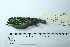  (Tangara chrysotis - MUSM-Orn-29140)  @11 [ ] CreativeCommons - Attribution Non-Commercial Share-Alike (2017) Unspecified Universidad Nacional Mayor de San Marcos, Museo de Historia Natural