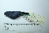  ( - MUSM-Orn-29149)  @11 [ ] CreativeCommons - Attribution Non-Commercial Share-Alike (2017) Unspecified Universidad Nacional Mayor de San Marcos, Museo de Historia Natural