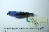  ( - MUSM-Orn-29151)  @11 [ ] CreativeCommons - Attribution Non-Commercial Share-Alike (2017) Unspecified Universidad Nacional Mayor de San Marcos, Museo de Historia Natural