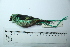 ( - MUSM-Orn-29154)  @11 [ ] CreativeCommons - Attribution Non-Commercial Share-Alike (2017) Unspecified Universidad Nacional Mayor de San Marcos, Museo de Historia Natural