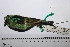  ( - MUSM-Orn-29155)  @11 [ ] CreativeCommons - Attribution Non-Commercial Share-Alike (2017) Unspecified Universidad Nacional Mayor de San Marcos, Museo de Historia Natural