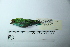  (Tangara gyrola - MUSM-Orn-29157)  @11 [ ] CreativeCommons - Attribution Non-Commercial Share-Alike (2017) Unspecified Universidad Nacional Mayor de San Marcos, Museo de Historia Natural