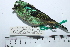  (Tangara chilensis - MUSM-Orn-29158)  @11 [ ] CreativeCommons - Attribution Non-Commercial Share-Alike (2017) Unspecified Universidad Nacional Mayor de San Marcos, Museo de Historia Natural