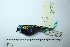  (Tangara cyanicollis - MUSM-Orn-29161)  @11 [ ] CreativeCommons - Attribution Non-Commercial Share-Alike (2017) Unspecified Universidad Nacional Mayor de San Marcos, Museo de Historia Natural