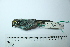 (Tangara ruficervix - MUSM-Orn-29164)  @11 [ ] CreativeCommons - Attribution Non-Commercial Share-Alike (2017) Unspecified Universidad Nacional Mayor de San Marcos, Museo de Historia Natural