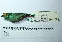 ( - MUSM-Orn-29168)  @11 [ ] CreativeCommons - Attribution Non-Commercial Share-Alike (2017) Unspecified Universidad Nacional Mayor de San Marcos, Museo de Historia Natural