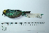  ( - MUSM-Orn-29170)  @11 [ ] CreativeCommons - Attribution Non-Commercial Share-Alike (2017) Unspecified Universidad Nacional Mayor de San Marcos, Museo de Historia Natural