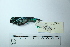  ( - MUSM-Orn-29173)  @11 [ ] CreativeCommons - Attribution Non-Commercial Share-Alike (2017) Unspecified Universidad Nacional Mayor de San Marcos, Museo de Historia Natural