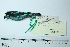  (Dacnis lineata - MUSM-Orn-29174)  @11 [ ] CreativeCommons - Attribution Non-Commercial Share-Alike (2017) Unspecified Universidad Nacional Mayor de San Marcos, Museo de Historia Natural