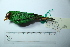  (Chlorornis - MUSM-Orn-29192)  @11 [ ] CreativeCommons - Attribution Non-Commercial Share-Alike (2017) Unspecified Universidad Nacional Mayor de San Marcos, Museo de Historia Natural