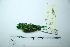  (Chlorochrysa - MUSM-Orn-29194)  @11 [ ] CreativeCommons - Attribution Non-Commercial Share-Alike (2017) Unspecified Universidad Nacional Mayor de San Marcos, Museo de Historia Natural