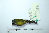  ( - MUSM-Orn-29197)  @11 [ ] CreativeCommons - Attribution Non-Commercial Share-Alike (2017) Unspecified Universidad Nacional Mayor de San Marcos, Museo de Historia Natural