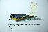  ( - MUSM-Orn-29245)  @11 [ ] CreativeCommons - Attribution Non-Commercial Share-Alike (2017) Unspecified Universidad Nacional Mayor de San Marcos, Museo de Historia Natural