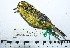  ( - MUSM-Orn-29270)  @11 [ ] CreativeCommons - Attribution Non-Commercial Share-Alike (2017) Unspecified Universidad Nacional Mayor de San Marcos, Museo de Historia Natural