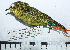  ( - MUSM-Orn-29271)  @11 [ ] CreativeCommons - Attribution Non-Commercial Share-Alike (2017) Unspecified Universidad Nacional Mayor de San Marcos, Museo de Historia Natural