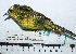  ( - MUSM-Orn-29273)  @11 [ ] CreativeCommons - Attribution Non-Commercial Share-Alike (2017) Unspecified Universidad Nacional Mayor de San Marcos, Museo de Historia Natural