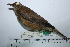  (Turdus leucops - MUSM-Orn-29280)  @11 [ ] CreativeCommons - Attribution Non-Commercial Share-Alike (2017) Unspecified Universidad Nacional Mayor de San Marcos, Museo de Historia Natural