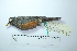  ( - MUSM-Orn-29281)  @11 [ ] CreativeCommons - Attribution Non-Commercial Share-Alike (2017) Unspecified Universidad Nacional Mayor de San Marcos, Museo de Historia Natural