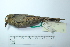  ( - MUSM-Orn-29282)  @11 [ ] CreativeCommons - Attribution Non-Commercial Share-Alike (2017) Unspecified Universidad Nacional Mayor de San Marcos, Museo de Historia Natural