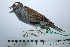  ( - MUSM-Orn-29315)  @11 [ ] CreativeCommons - Attribution Non-Commercial Share-Alike (2017) Unspecified Universidad Nacional Mayor de San Marcos, Museo de Historia Natural