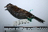  ( - MUSM-Orn-29316)  @11 [ ] CreativeCommons - Attribution Non-Commercial Share-Alike (2017) Unspecified Universidad Nacional Mayor de San Marcos, Museo de Historia Natural