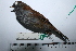  ( - MUSM-Orn-29318)  @11 [ ] CreativeCommons - Attribution Non-Commercial Share-Alike (2017) Unspecified Universidad Nacional Mayor de San Marcos, Museo de Historia Natural