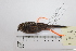  (Leptasthenura andicola - MUSM-Orn-29364)  @11 [ ] CreativeCommons - Attribution Non-Commercial Share-Alike (2017) Unspecified Universidad Nacional Mayor de San Marcos, Museo de Historia Natural