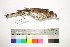 (Turdus maranonicus - MUSM-Orn-29513)  @11 [ ] CreativeCommons - Attribution Non-Commercial Share-Alike (2017) Unspecified Universidad Nacional Mayor de San Marcos, Museo de Historia Natural