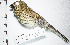  (Saltator striatipectus - MUSM-Orn-29567)  @11 [ ] CreativeCommons - Attribution Non-Commercial Share-Alike (2017) Unspecified Universidad Nacional Mayor de San Marcos, Museo de Historia Natural