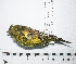  ( - MUSM-Orn-30859)  @11 [ ] CreativeCommons - Attribution Non-Commercial Share-Alike (2017) Unspecified Universidad Nacional Mayor de San Marcos, Museo de Historia Natural