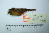  ( - MUSM-Orn-31181)  @11 [ ] CreativeCommons - Attribution Non-Commercial Share-Alike (2017) Unspecified Universidad Nacional Mayor de San Marcos, Museo de Historia Natural