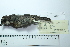  (Poospiza caesar - MUSM-Orn-33232)  @11 [ ] CreativeCommons - Attribution Non-Commercial Share-Alike (2017) Unspecified Universidad Nacional Mayor de San Marcos, Museo de Historia Natural