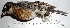 ( - MUSM-Orn-33232_rerun)  @11 [ ] CreativeCommons - Attribution Non-Commercial Share-Alike (2017) Unspecified Universidad Nacional Mayor de San Marcos, Museo de Historia Natural