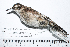  ( - MUSM-Orn-33234)  @11 [ ] CreativeCommons - Attribution Non-Commercial Share-Alike (2017) Unspecified Universidad Nacional Mayor de San Marcos, Museo de Historia Natural