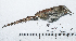  ( - MUSM-Orn-33244)  @11 [ ] CreativeCommons - Attribution Non-Commercial Share-Alike (2017) Unspecified Universidad Nacional Mayor de San Marcos, Museo de Historia Natural
