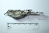  ( - MUSM-Orn-33963)  @11 [ ] CreativeCommons - Attribution Non-Commercial Share-Alike (2017) Unspecified Universidad Nacional Mayor de San Marcos, Museo de Historia Natural