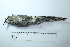  ( - MUSM-Orn-33966)  @11 [ ] CreativeCommons - Attribution Non-Commercial Share-Alike (2017) Unspecified Universidad Nacional Mayor de San Marcos, Museo de Historia Natural