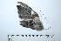  ( - MUSM-Orn-33992)  @11 [ ] CreativeCommons - Attribution Non-Commercial Share-Alike (2017) Unspecified Universidad Nacional Mayor de San Marcos, Museo de Historia Natural