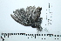  ( - MUSM-Orn-33993)  @11 [ ] CreativeCommons - Attribution Non-Commercial Share-Alike (2017) Unspecified Universidad Nacional Mayor de San Marcos, Museo de Historia Natural