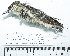  (Muscigralla - MUSM-Orn-33997)  @11 [ ] CreativeCommons - Attribution Non-Commercial Share-Alike (2017) Unspecified Universidad Nacional Mayor de San Marcos, Museo de Historia Natural