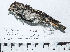  ( - MUSM-Orn-34112)  @11 [ ] CreativeCommons - Attribution Non-Commercial Share-Alike (2017) Unspecified Universidad Nacional Mayor de San Marcos, Museo de Historia Natural