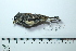 (Incaspiza laeta - MUSM-Orn-34113)  @11 [ ] CreativeCommons - Attribution Non-Commercial Share-Alike (2017) Unspecified Universidad Nacional Mayor de San Marcos, Museo de Historia Natural