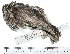  (Megascops roboratus - MUSM-Orn-34161)  @11 [ ] CreativeCommons - Attribution Non-Commercial Share-Alike (2017) Unspecified Universidad Nacional Mayor de San Marcos, Museo de Historia Natural
