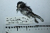  ( - MUSM-Orn-34182)  @11 [ ] CreativeCommons - Attribution Non-Commercial Share-Alike (2017) Unspecified Universidad Nacional Mayor de San Marcos, Museo de Historia Natural