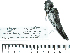  ( - MUSM-Orn-34183)  @11 [ ] CreativeCommons - Attribution Non-Commercial Share-Alike (2017) Unspecified Universidad Nacional Mayor de San Marcos, Museo de Historia Natural