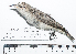  (Geositta maritima - MUSM-Orn-34199)  @11 [ ] CreativeCommons - Attribution Non-Commercial Share-Alike (2017) Unspecified Universidad Nacional Mayor de San Marcos, Museo de Historia Natural