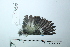  ( - MUSM-Orn-34200)  @11 [ ] CreativeCommons - Attribution Non-Commercial Share-Alike (2017) Unspecified Universidad Nacional Mayor de San Marcos, Museo de Historia Natural