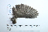  (Turdus ignobilis - MUSM-Orn-34209)  @11 [ ] CreativeCommons - Attribution Non-Commercial Share-Alike (2017) Unspecified Universidad Nacional Mayor de San Marcos, Museo de Historia Natural
